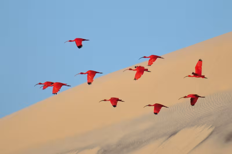 Vol d’ibis rouges à Ilha do Lençois (Brésil) – Image gagnante Young Wildlife Photographer of the Year (15-17 ans)