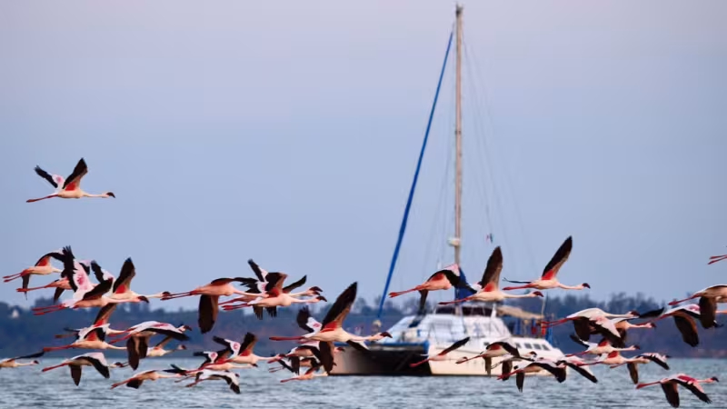 Des dizaines de flamants roses s’envolent de la plage en direction des mangroves. Ils ne peuvent pas passer plus près !