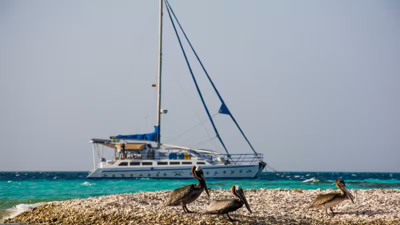 Notre catamaran et ses trois amis les pélicans !