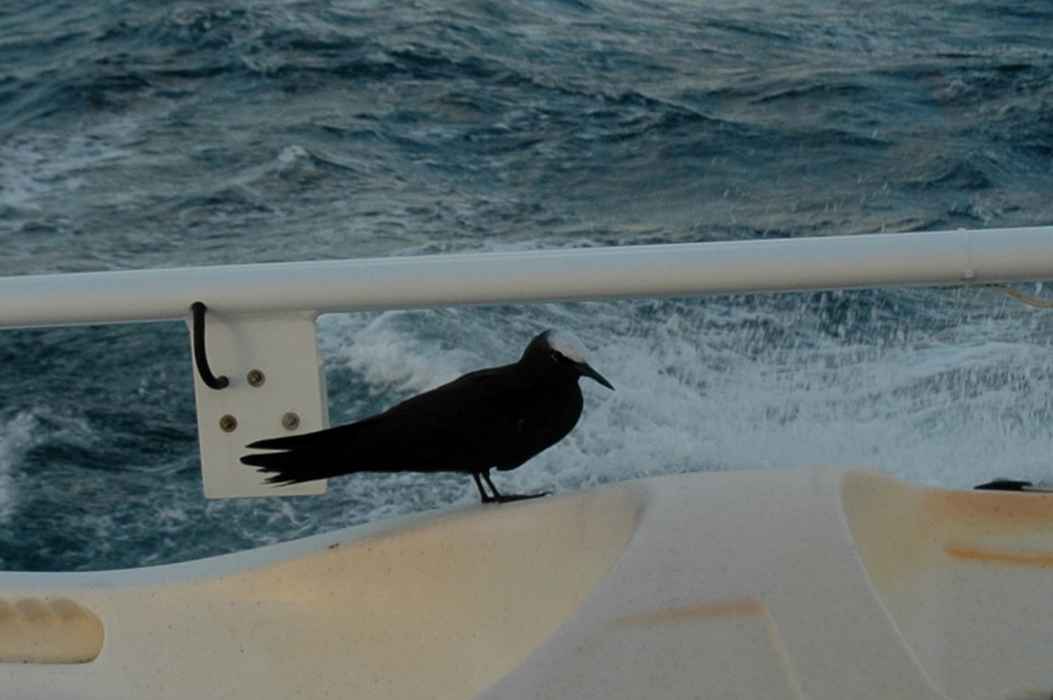 Pause salvatrice à bord pour un noddi noir perdu au large…