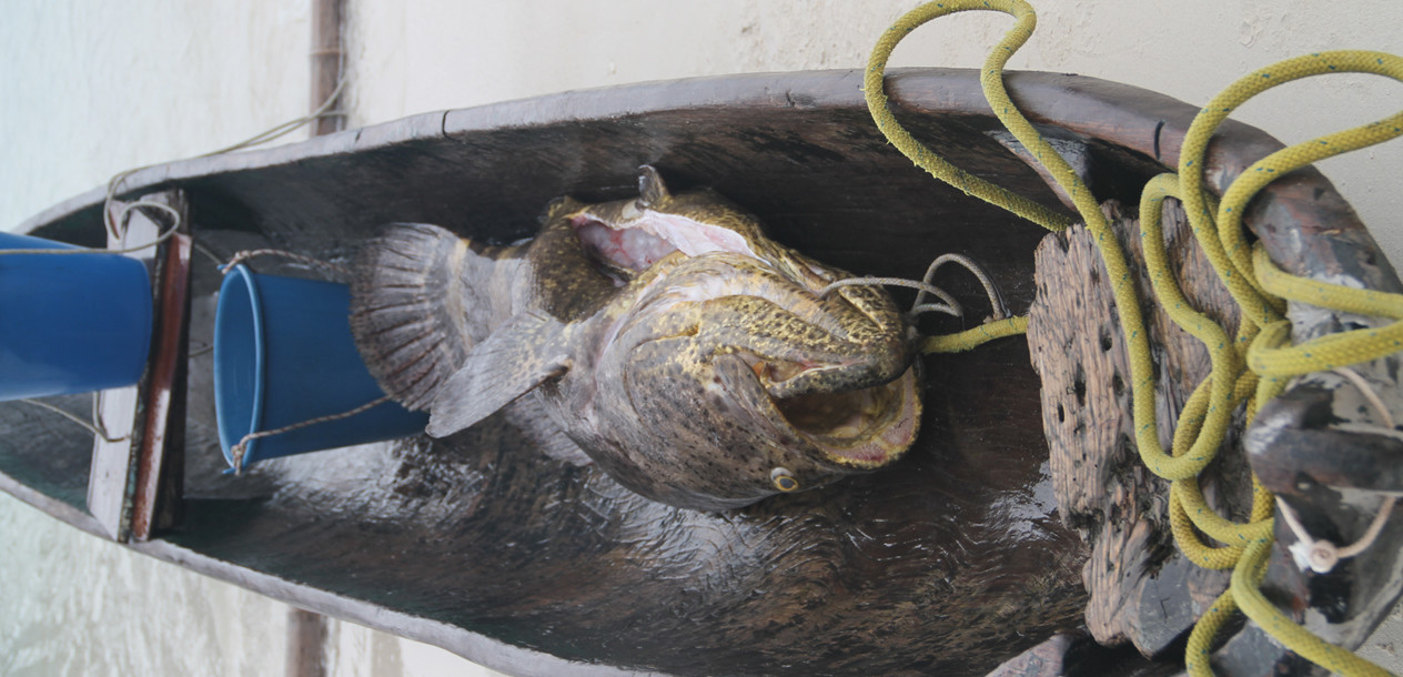La mer des Caraïbes a été particulièrement généreuse… Quelle prise !