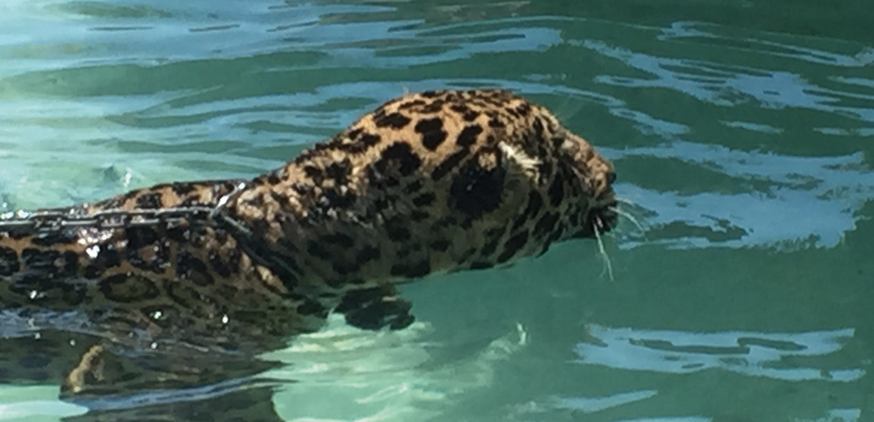 : Rencontre étrange au mouillage. Mieux vaut éviter d'aller se baigner !