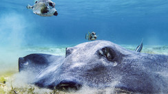 L’œil du photographe