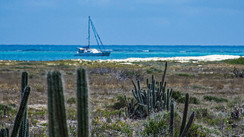 Île de la Tortue / Venezuela - On y rencontre surtout des chèvres et... des cactus !