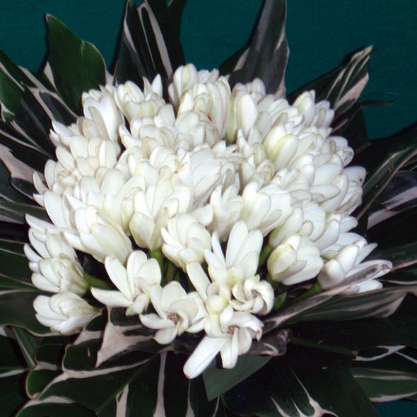 Chronique autour du monde : Tahiti et Moorea