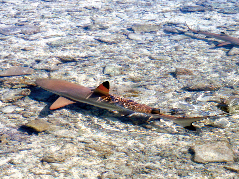 Chronique autour du monde - Mopelia
