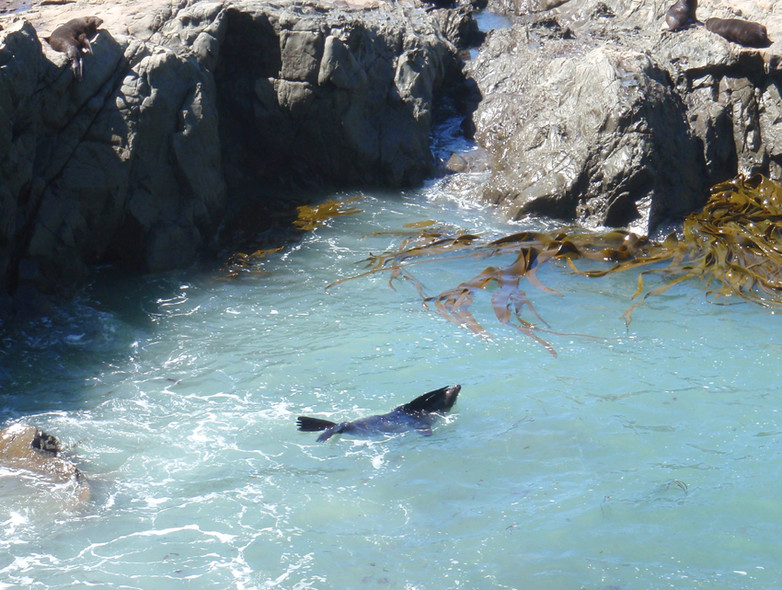 Chronique autour du monde : La Nouvelle-Zélande