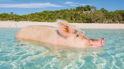 Les Bahamas, 700 îles rien que pour vous…