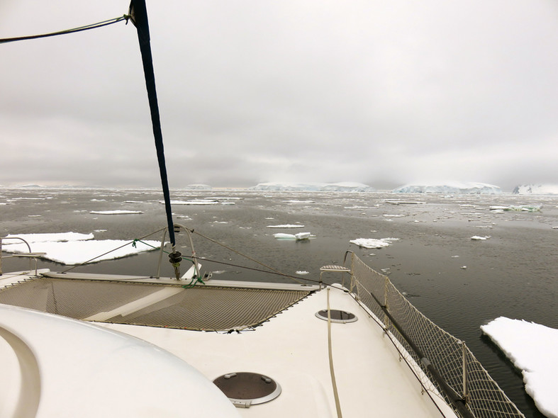 Libellule en Antarctique