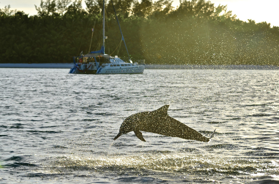 Photographe - dauphin