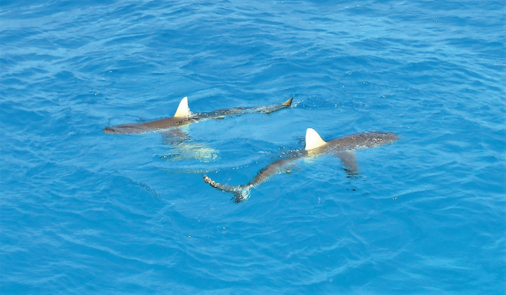 Spot Des Lecteurs MM181