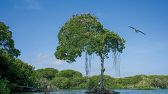Las Aves - Du corail, des trésors... et surtout des oiseaux !