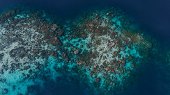 L'oeil du photographe - Ode au corail : Respectons les bâtisseurs de récifs !