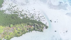 KARIMUNJAWA : Rencontrer les méduses à crinière de lion