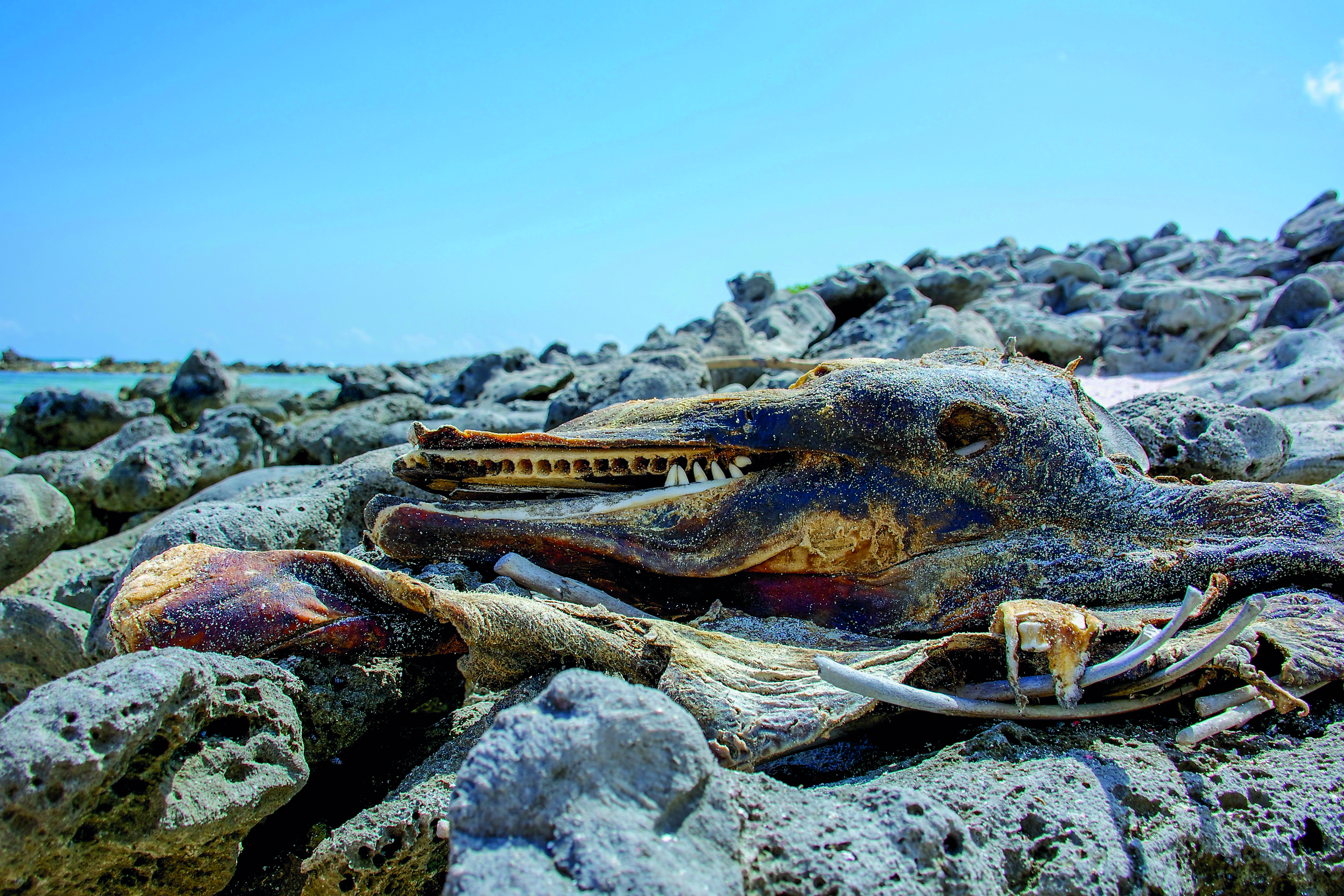 Un dauphin a fini ses jours sur les Tortuguillos – un bel endroit pour reposer en paix.