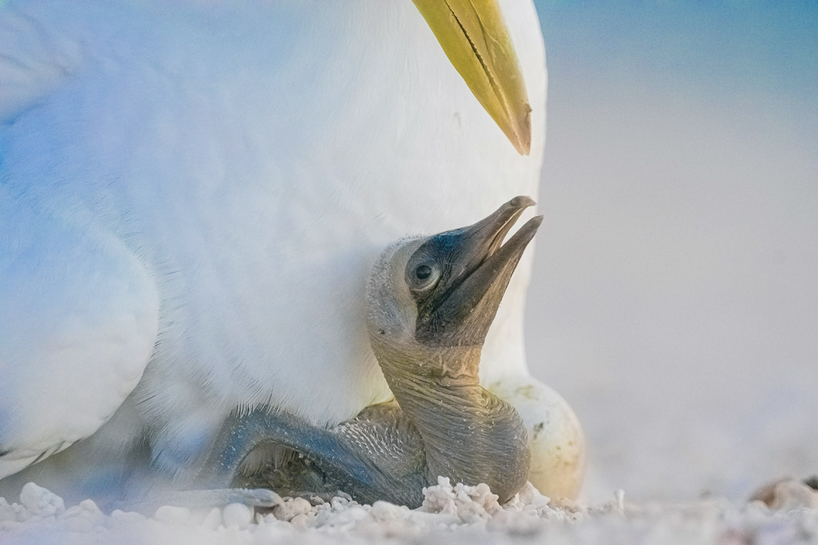 Une belle vie de pêcheur nomade t’attend, petit oisillon !
