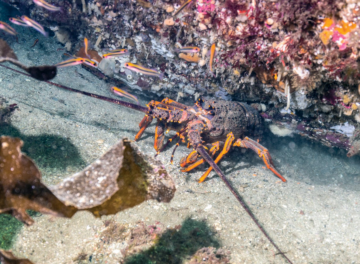 Lors de notre première plongée, nous faisons la rencontre des fameuses langoustes du Fiordland.