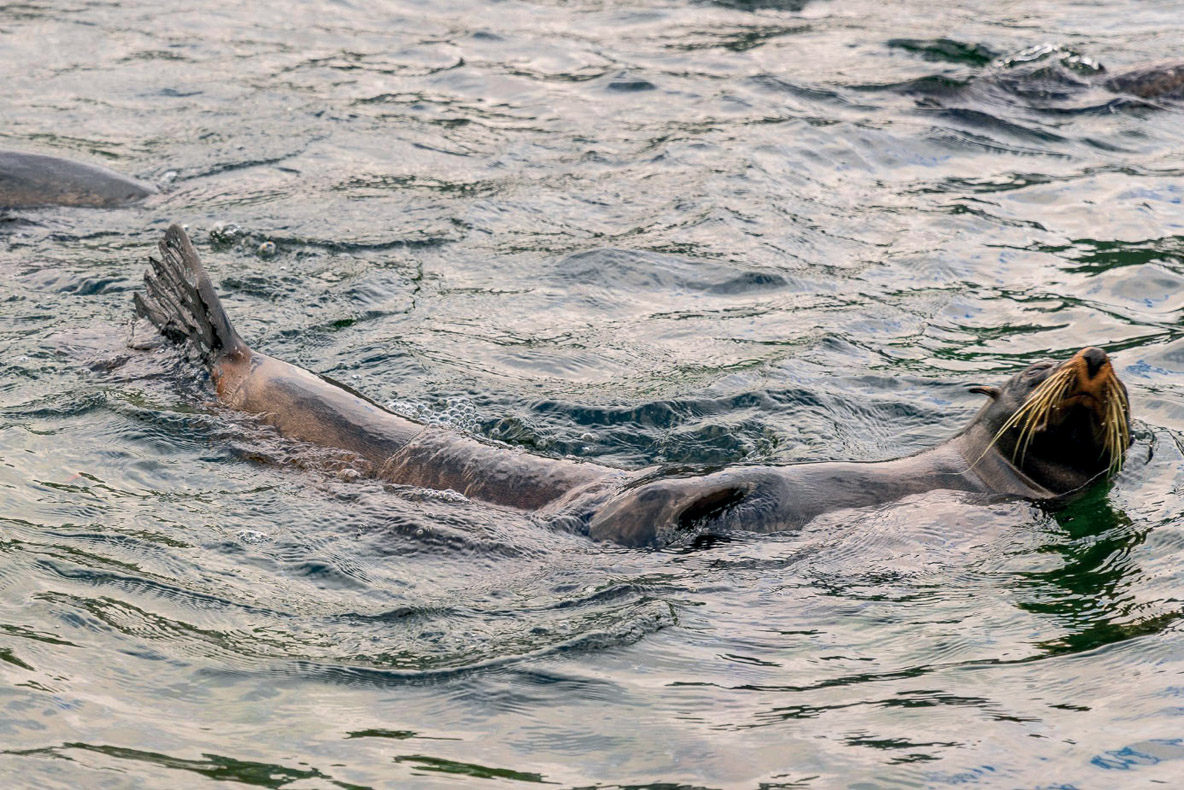 Les phoques sont encore très présents dans le Fiordland et il est fréquent d’en rencontrer, batifolant sur un rocher affleurant.